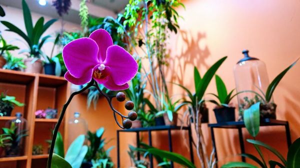Les meilleures astuces pour trouver des plantes tropicales en ligne
